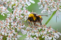 Common White-tailed Bumblebee (Bombus leucorum / lucorum) foraging on Hogweed (Heracleum sphondylium). Surrey, UK, June.