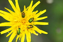 Cylindrical leaf beetles (Cryptocephalus hypochaeridis) on hawkweed flower. Surrey, UK, June.