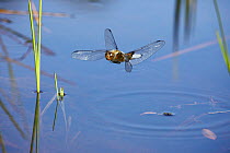 Broad-bodied Chaser Dragonfly (Libellula depressa) male hovering over a pond with newt surfacing for air. Surrey, UK, June.