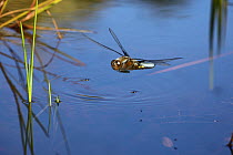 Broad-bodied Chaser Dragonfly (Libellula depressa) male flying over a pond. Surrey, UK, June.