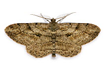 Pale Oak Beauty Moth (Hypomecis / Serraca punctinalis) male against a white background. Surrey, UK, June.