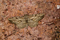 Pale Oak Beauty Moth (Hypomecis / Serraca punctinalis) male camouflaged on bark. Surrey, UK, June.