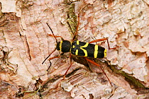 Wasp / Longhorn Beetle (Clytus arietus) on bark. Surrey, UK, June.