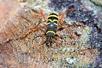 Wasp / Longhorn Beetle (Clytus arietus) on wood. Surrey, UK, June.