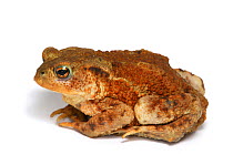 Common Toad (Bufo bufo) against a white background. Surrey, UK, July.