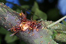 European Hornet (Vespa crabro) workers feeding on Cotoneaster sap from a wound that they have created by chewing away the bark. Surrey, UK, September.
