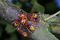 European Hornet (Vespa crabro) workers feeding on Cotoneaster sap from a wound that they have created by chewing away the bark. Surrey, UK, September.