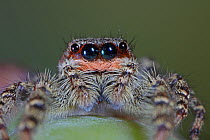 Close-up of Jumping Spider (Marpissa mucosa) female showing multiple eyes. Surrey, UK, September.