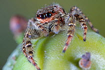 Jumping Spider (Marpissa mucosa) female on an acorn, close-up showing multiple eyes. Surrey, UK, September.