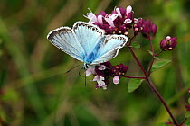 Chalkhill Blue Butterfly (Polyommatus coridon) male on Marjoram (Origanum vulgare). Surrey, UK, August.
