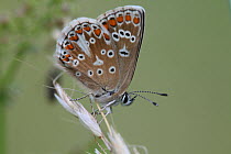 Adonis Blue Butterfly (Polyommatus bellargus) female. Surrey, UK, July.