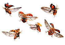 Various Ladybirds (Coccinellidae) in flight at different points of the wingbeat, against a white background. Surrey, UK, October. Composite