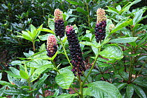 American Pokeweed (Phytolacca americana) in berry. Introduced from North America. Surrey, UK, September.