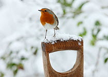 RF- European Robin (Erithacus rubecula) male on a snowy fork handle. Surrey, UK, January. (This image may be licensed either as rights managed or royalty free.)