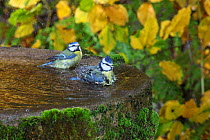 Blue Tits (Parus caeruleus) bathing in a bird bath. Surrey, UK, October.