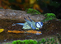 Blue Tit (Parus caeruleus) bathing in a bird bath. Surrey, UK, October.