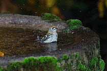 Goldcrest (Regulus regulus) bathing in a bird bath. Surrey, UK, October.