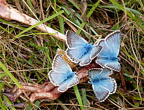 Chalkhill Blue Butterflies (Polyommatus coridon) males feeding on a rabbit skeleton. Surrey, UK, August.