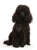 Black toy Poodle bitch and 7-week puppy.