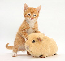 Ginger kitten, 7 weeks, and yellow guinea pig.