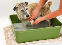 Patterdale x Jack Russell Terrier having his feet washed.