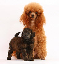 Red toy Poodle dog and his 7-week red merle puppy.