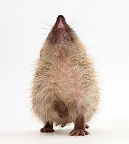 Baby Hedgehog (Erinaceus europaeus), nose up, sniffing the air.
