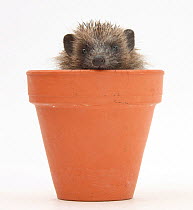 Baby Hedgehog (Erinaceus europaeus) in a flowerpot.