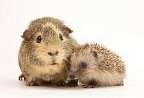 Baby hedgehog (Erinaceous europaeus) and guinea pig (Cavia porcellus).