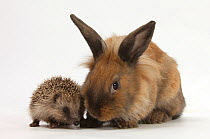 Baby hedgehog and young Lionhead-cross rabbit.