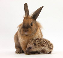 Baby hedgehog and young lionhead-cross rabbit.