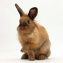 Portrait of a young lionhead-lop rabbit.