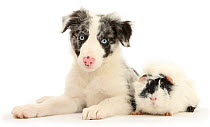 Blue merle Border Collie puppy, 9 weeks, with black and white guinea pig.