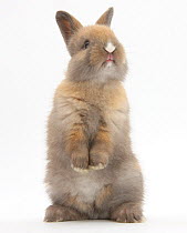 Baby rabbit standing.