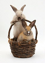 Two baby rabbit in a wicker basket.