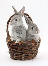 Two silver baby rabbits in a wicker basket.