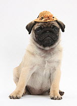 Fawn Pug puppy, 8 weeks, wearing a straw hat.