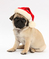 Fawn Pug puppy, 8 weeks, wearing a Father Christmas hat.