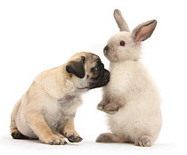 Fawn Pug puppy, 8 weeks, and sooty colourpoint rabbit.