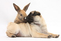 Fawn Pug puppy, 8 weeks, and young rabbit.