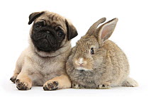 Fawn Pug puppy, 8 weeks, and young agouti rabbit.