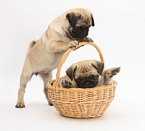 Fawn Pug puppies, 8 weeks, playing with a wicker basket.