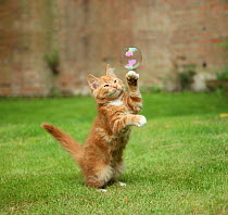 Ginger kitten on grass swiping at a soap bubble.