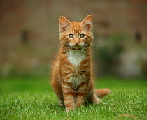 Portrait of a ginger kitten on grass.