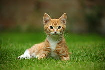 Portrait of ginger kitten lying on grass.