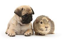 Fawn Pug puppy, 8 weeks, and guinea pig.