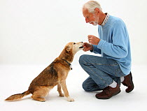 Man giving Lakeland Terrier x Border Collie bitch a treat. Model released