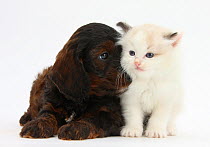 Cockerpoo puppy and Ragdoll-cross kitten.