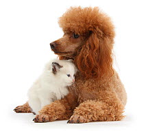 Red toy Poodle and Ragdoll-cross kitten, 5 weeks.