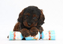 Cockerpoo puppy with paws over a Christmas cracker.